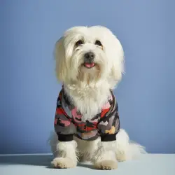 لباس و لوازم سگ