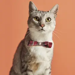 لباس و لوازم گربه