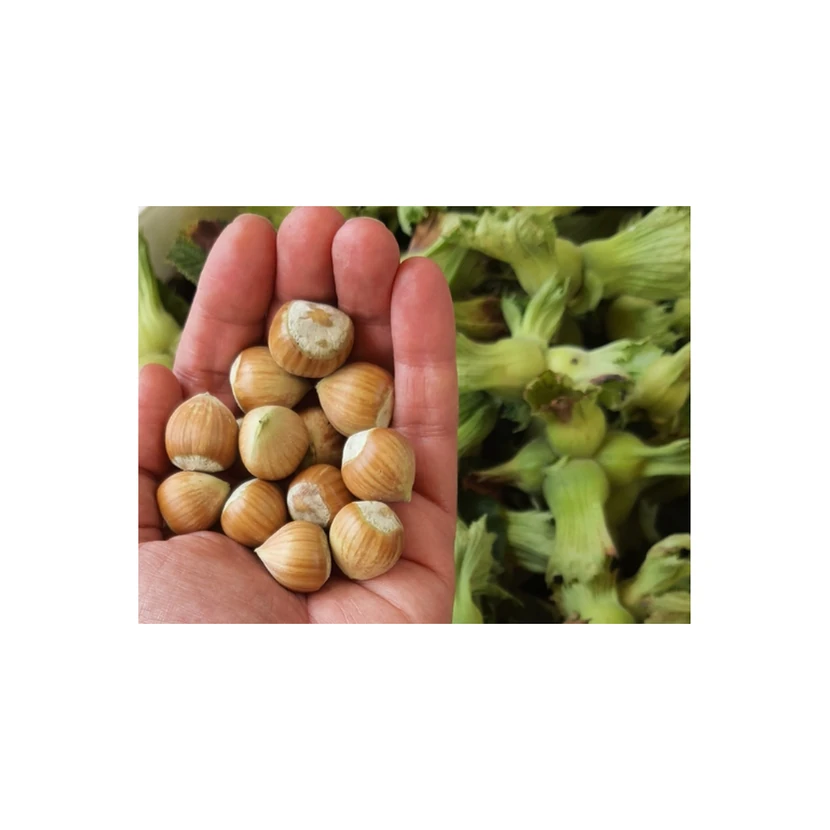 فندق سبز تازه ارگانیک آسیا پازارلاما 1 کیلوگرم